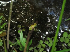 Dendropsophus branneri