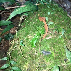 Phlegmariurus fordii