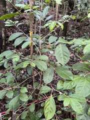 Casearia guianensis