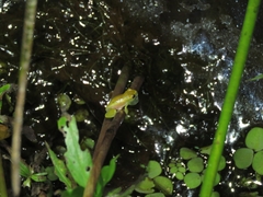Dendropsophus branneri