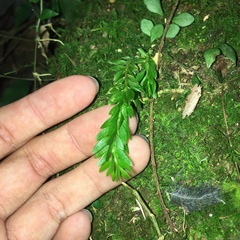 Phlegmariurus fordii