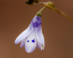 Conanthera campanulata