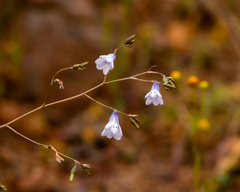 Conanthera campanulata