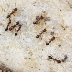 Monomorium subopacum