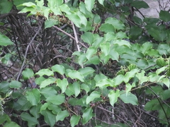 Schisandra chinensis