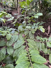 Casearia guianensis