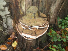 Ganoderma adspersum