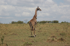 Giraffa camelopardalis tippelskirchi