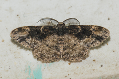 Parapholodes fuliginea