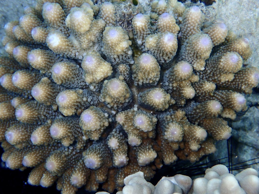 Finger Coral