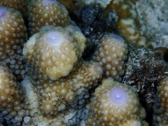 Acropora humilis