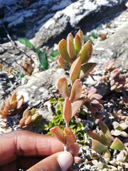 Delosperma litorale