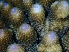 Acropora humilis