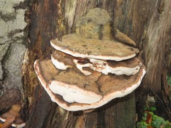 Ganoderma adspersum