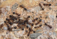 Monomorium subopacum