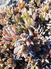 Delosperma litorale