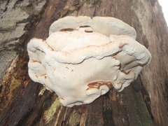 Ganoderma adspersum