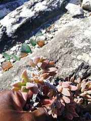 Delosperma litorale