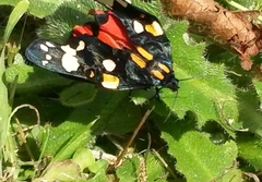 Callimorpha dominula