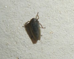 Hemiptera