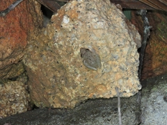 Pristimantis ramagii