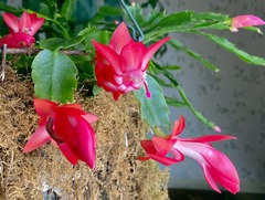 Schlumbergera truncata
