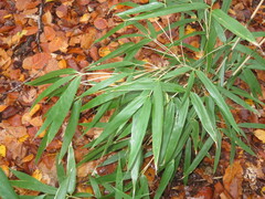 Pseudosasa japonica