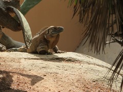 Cyclura collei