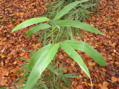 Pseudosasa japonica
