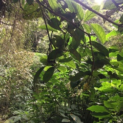 Viburnum arboricolum