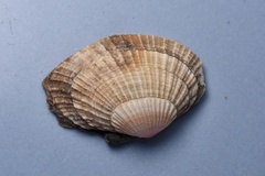 Gafrarium pectinatum