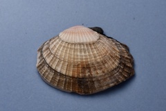 Gafrarium pectinatum