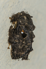 Chalcocelis albiguttatus