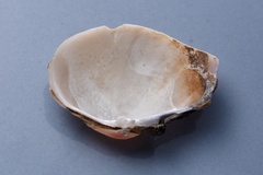 Gafrarium pectinatum