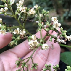 Viburnum arboricolum