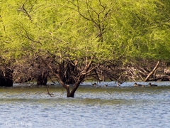 Mareca strepera strepera
