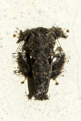 Chalcocelis albiguttatus