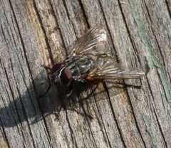 Muscina stabulans