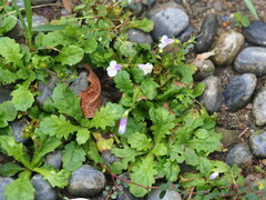 Mazus fauriei