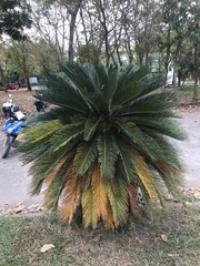 Cycas