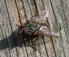 Muscina stabulans
