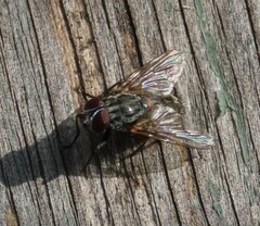 Muscina stabulans