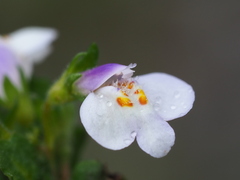 Mazus fauriei
