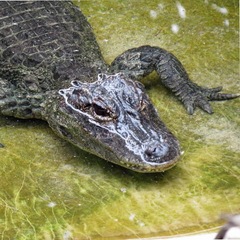 Alligator sinensis