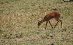 Raphicerus campestris neumanni