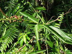 Alpinia aquatica