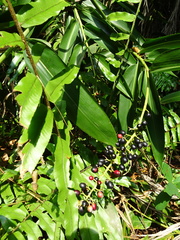 Alpinia aquatica