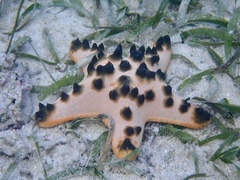 Protoreaster nodosus