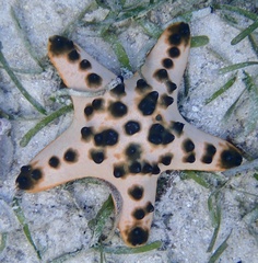 Protoreaster nodosus