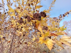 Physocarpus capitatus